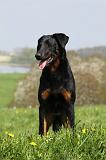 BEAUCERON 599